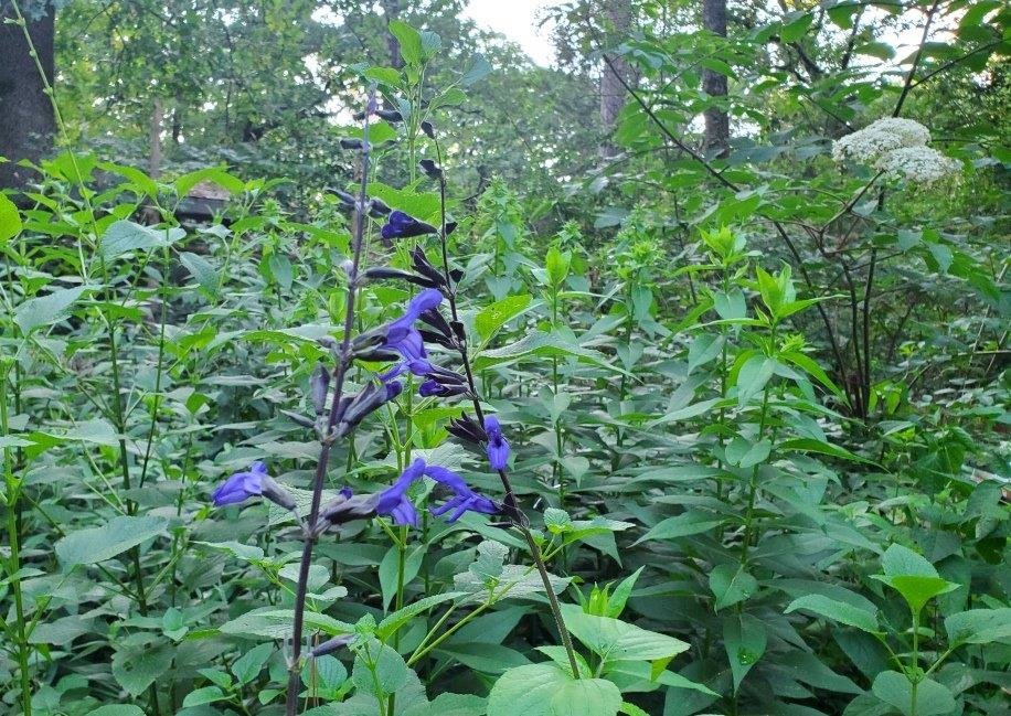Black-and-blue salvia beckons hummingbirds to its blue flowers.